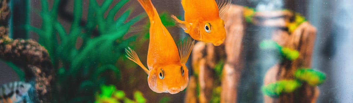 Two goldfish swimming in a tank