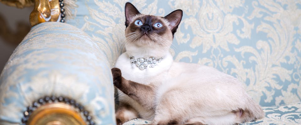 Disney Cat Names TrustedHousesitters disney-cat-names-trustedhousesitters