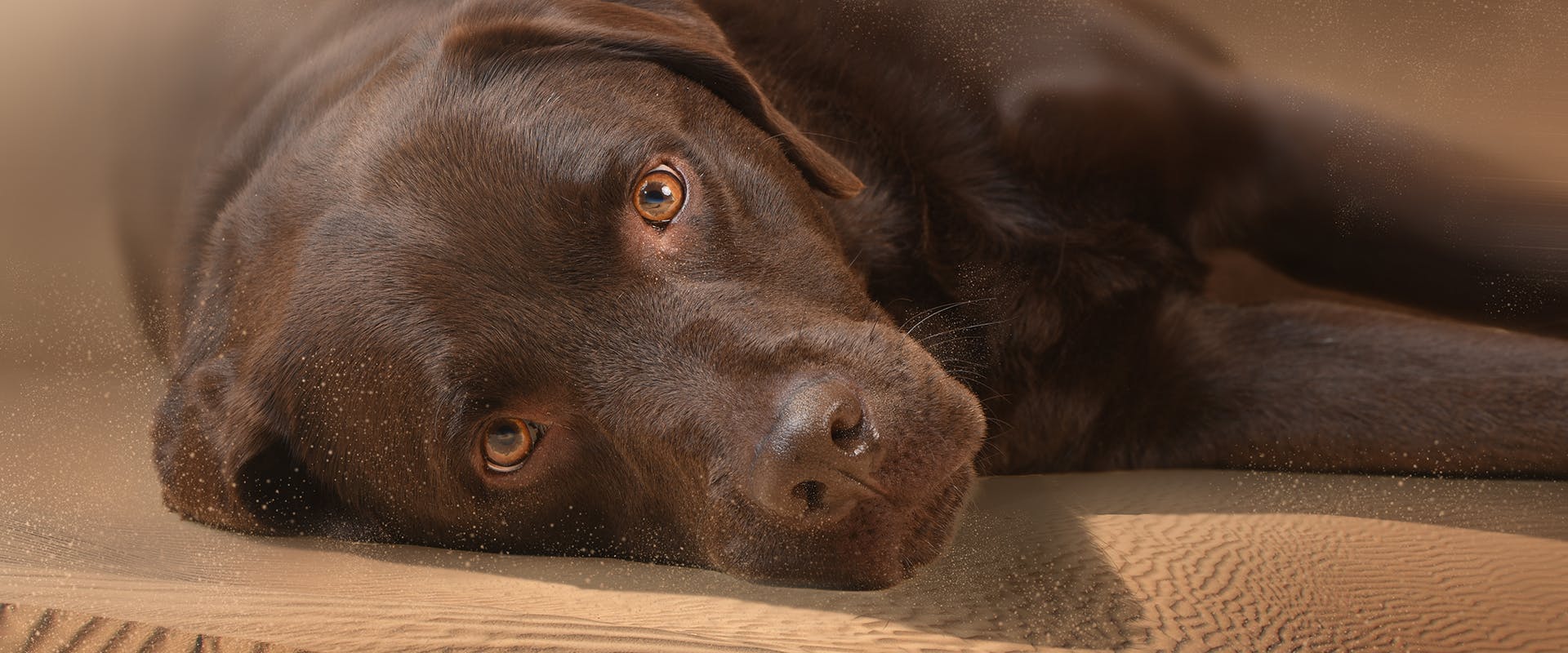 150 Unique Brown Dog Names TrustedHousesitters 150 Unique Brown Dog Names TrustedHousesitters