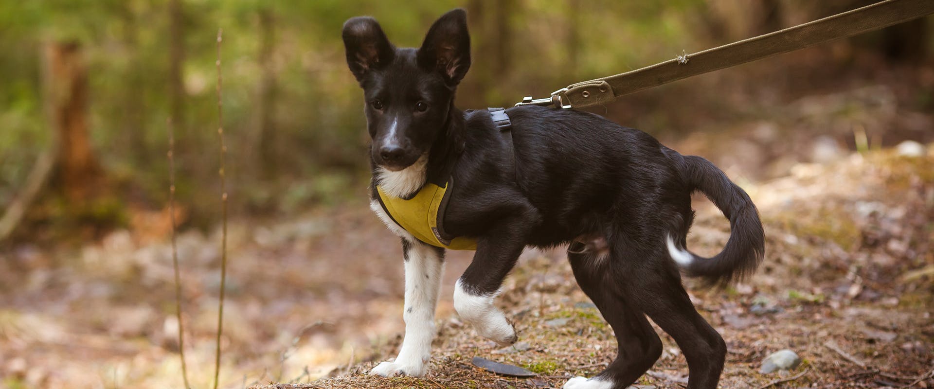 A small black dog walking through a forest, wearing a yellow and black small dog harness