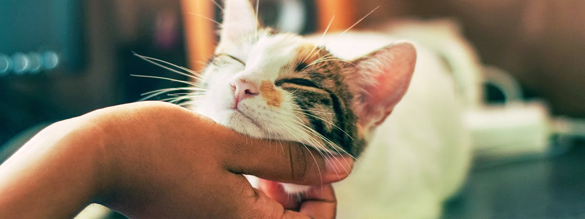 A hand scratching a cat's chin