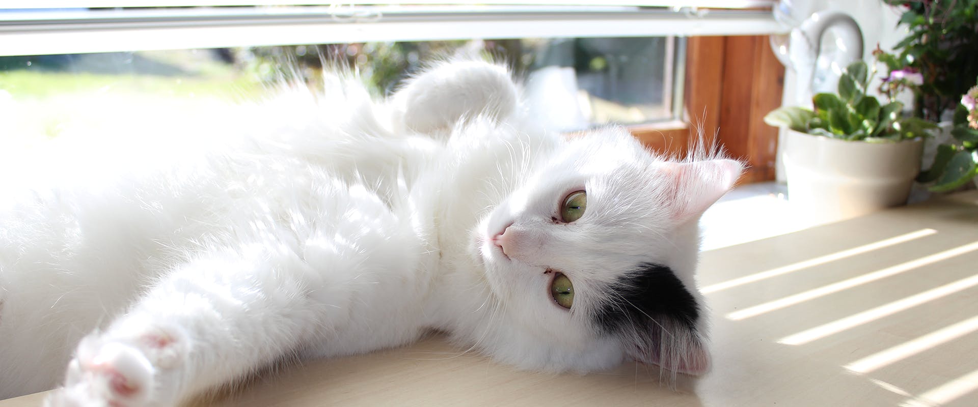 A fluffy Turkish Van, a large domesticated cat breed
