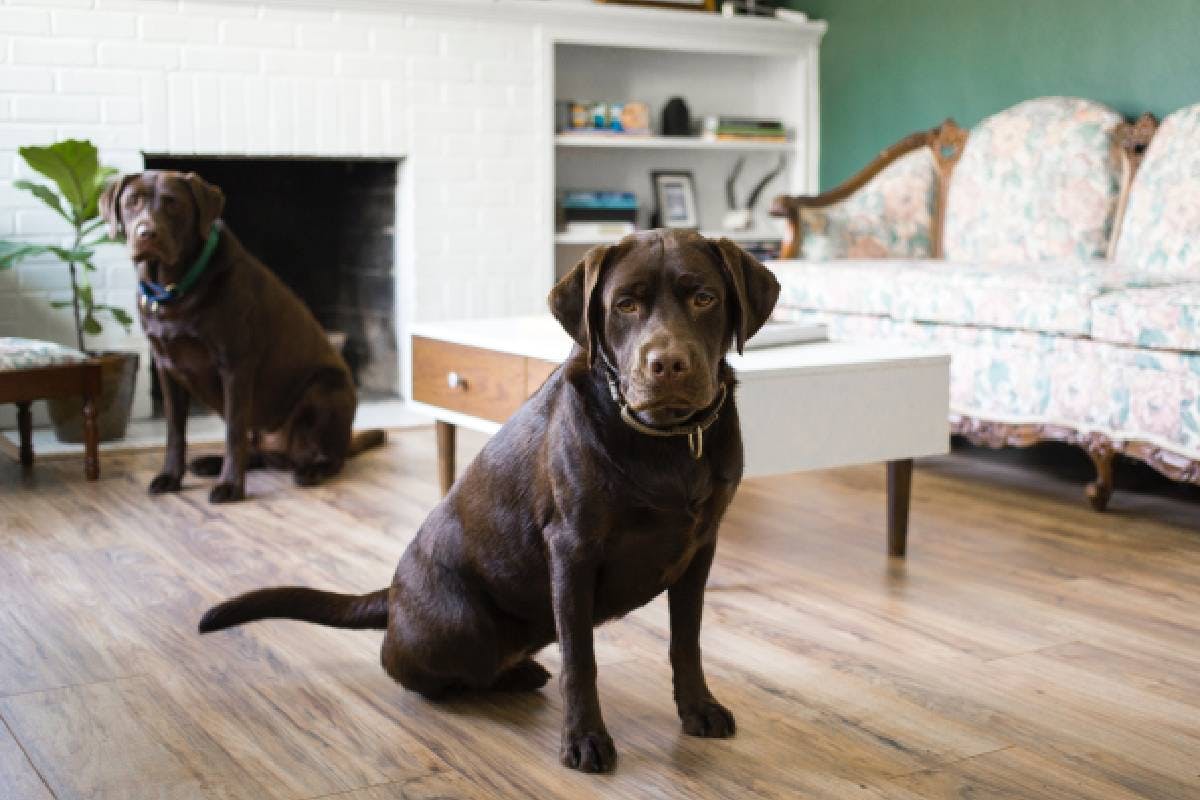 Two chocolate labs