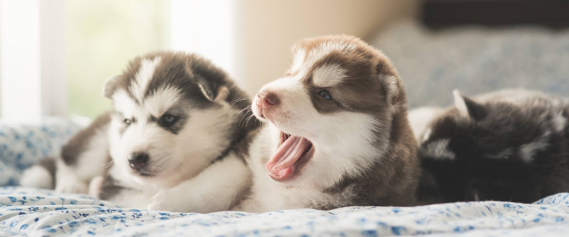  Siberian Husky puppies lying on a bed