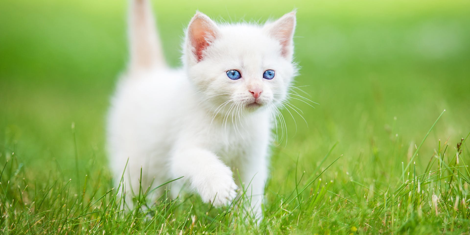 A fluffy white kitten walking on the grass.