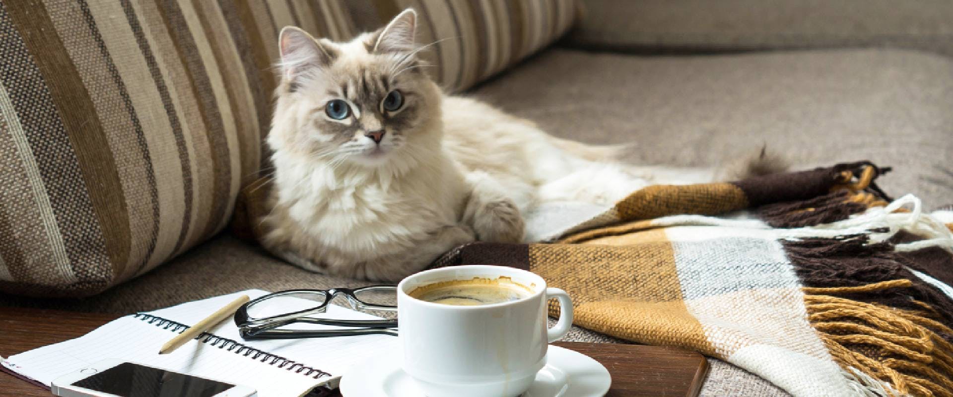 Cup of coffee in foreground with white cat on the sofa behind