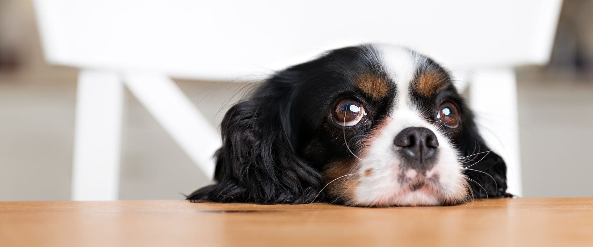 Cavalier King Charles Spaniel sitting at the table