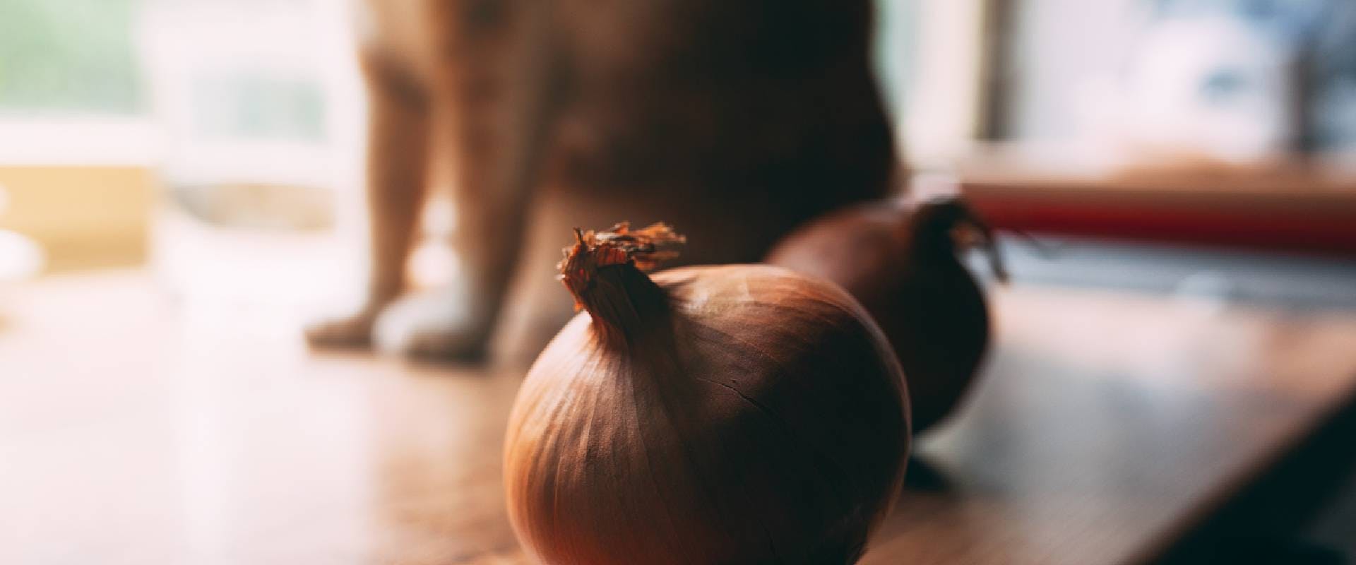 Two yellow onions on a kitchen table with cat in background
