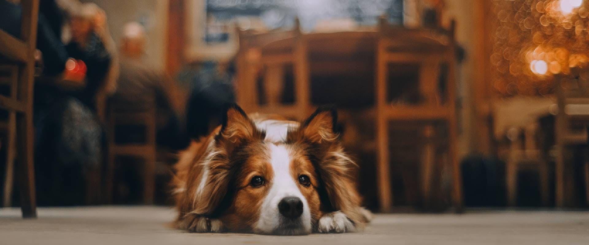 Red border collie dog lying on the floor of a dog-friendly cafe