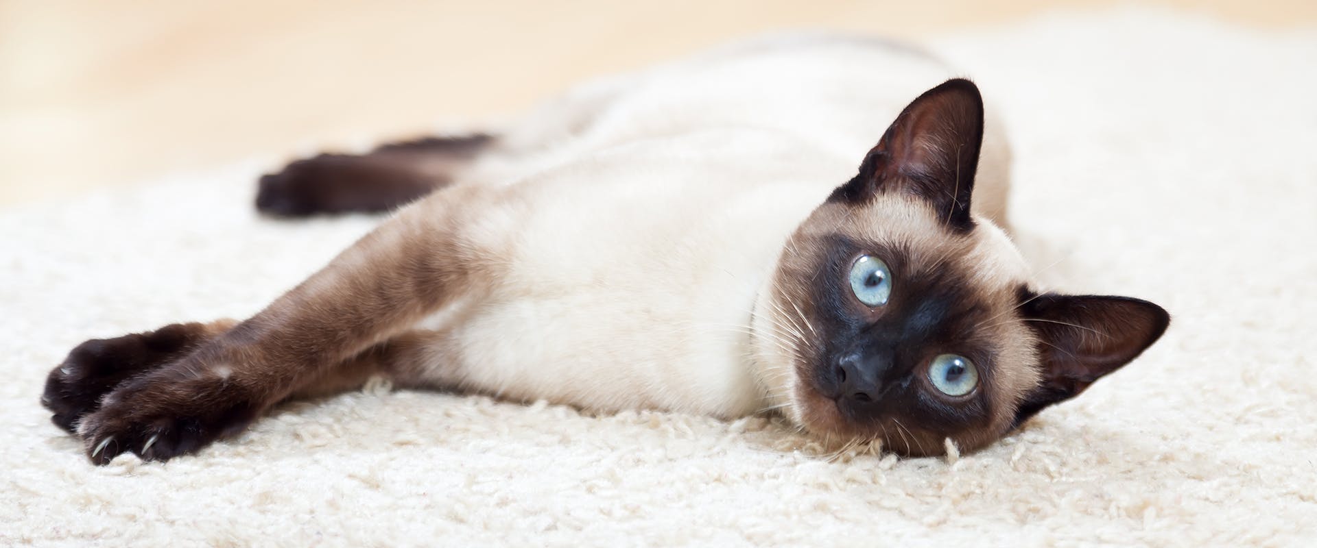 A Siamese cat laying on a carpet