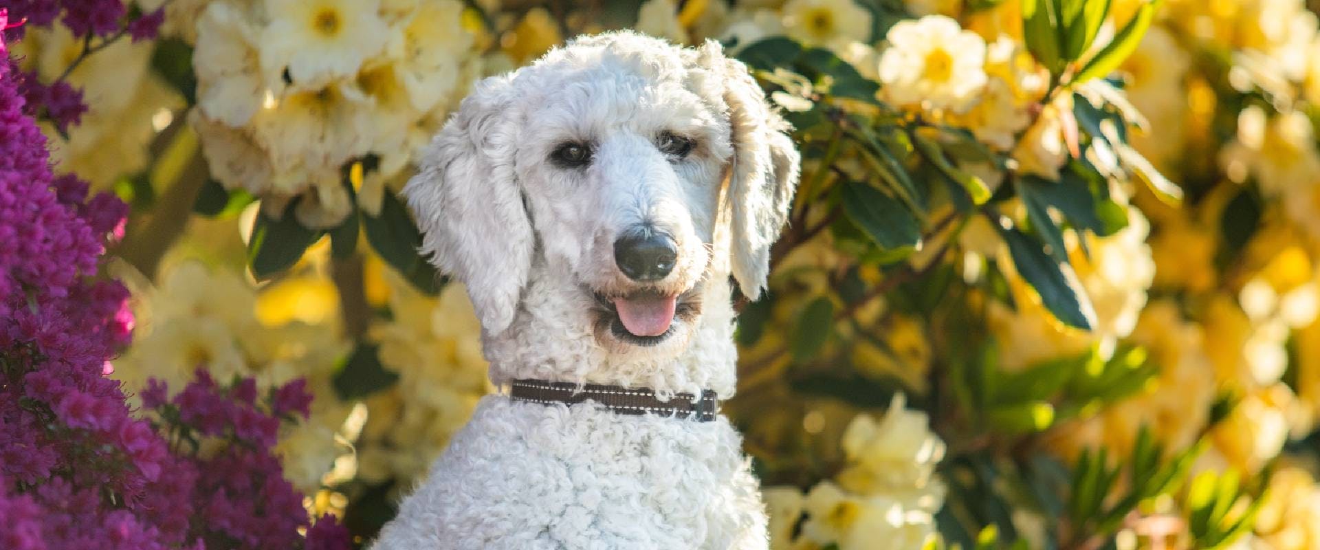 Young white standard poodle dog in front of yellow rhododendron bush