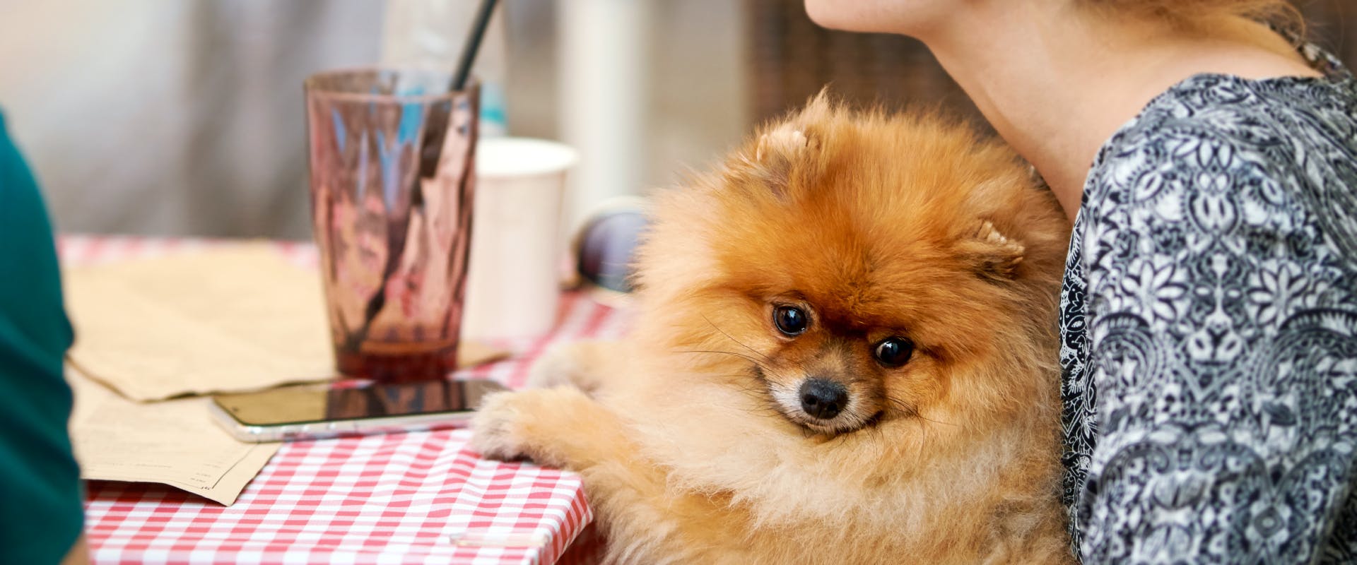 A dog sits on someone's lap in a dog friendly restaurant.