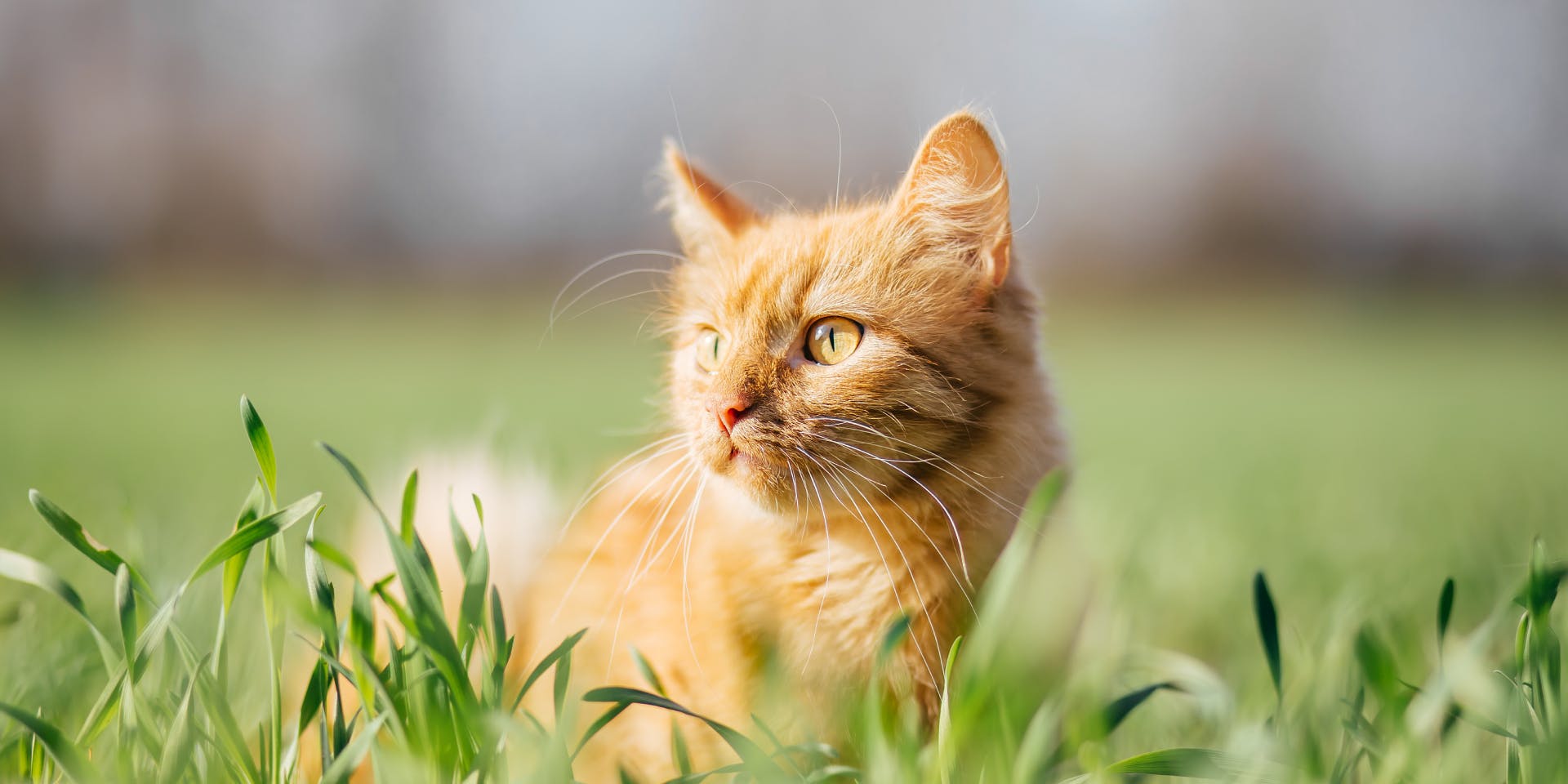 An orange cat in the garden.