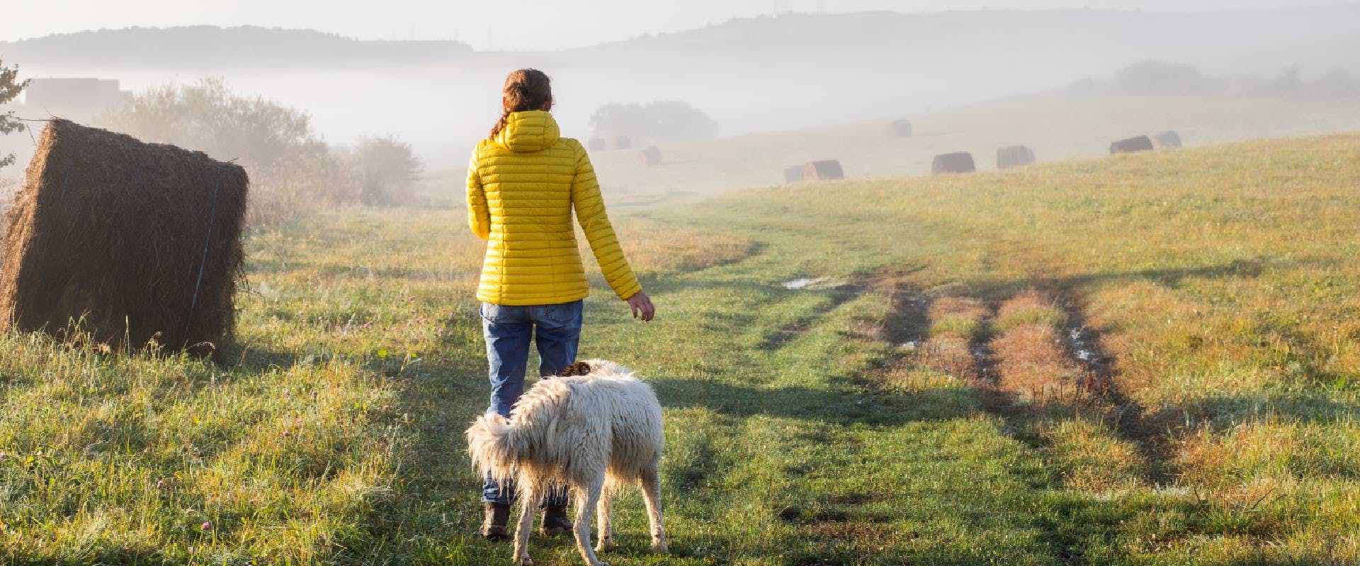Person in foggy countryside with a dog
