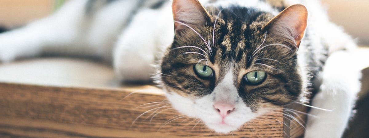 An elderly white tabby cat laying across on a wooden table