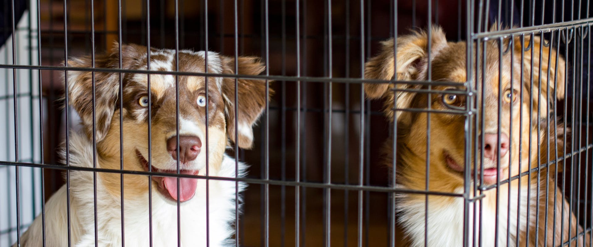 two austalian shepherds inside a dog crate for extra large dogs