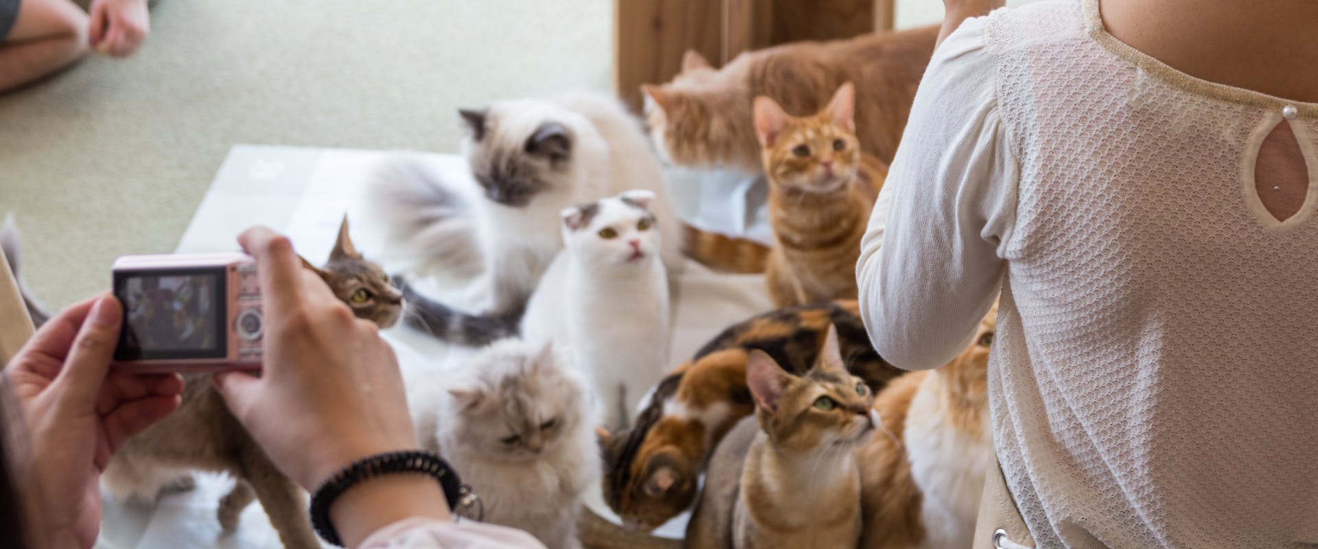 multiple cats in a cat cafe being photographed