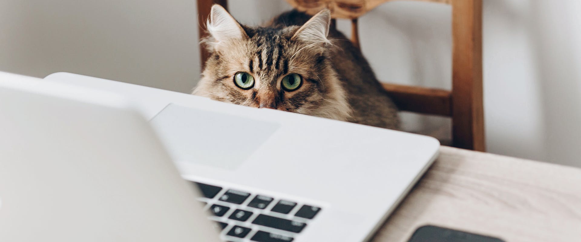 A cat sitting on a dining chair in front of an open laptop screen, peering with just its eyes visible