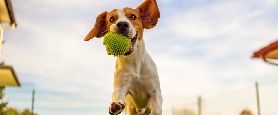 Beagle playing fetch