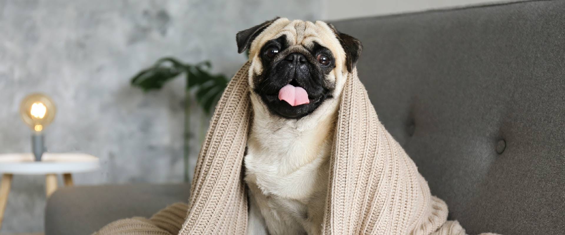 Pug in a blanket on the sofa