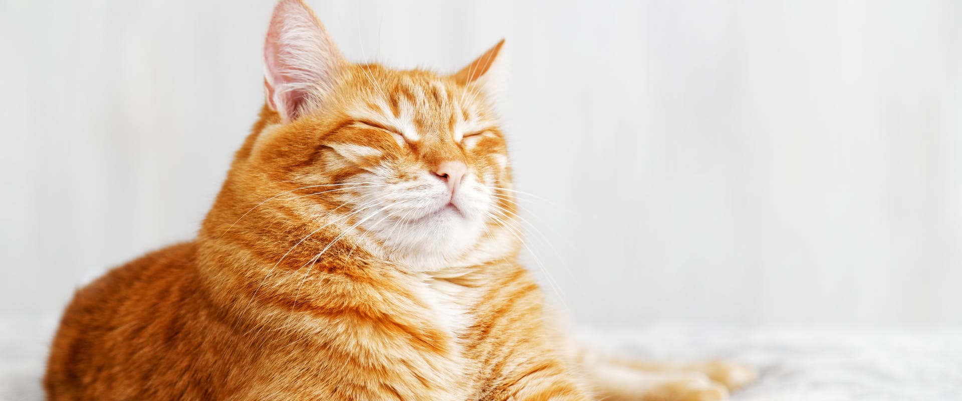 ginger cat lying on a bed with its eyes closed