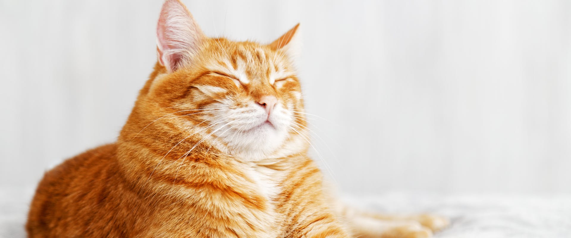 Cat Brain Facts Mind Blowing Truths Into Cat Intelligence Cat Brain Facts Mind Blowing Truths Into Cat Intelligence