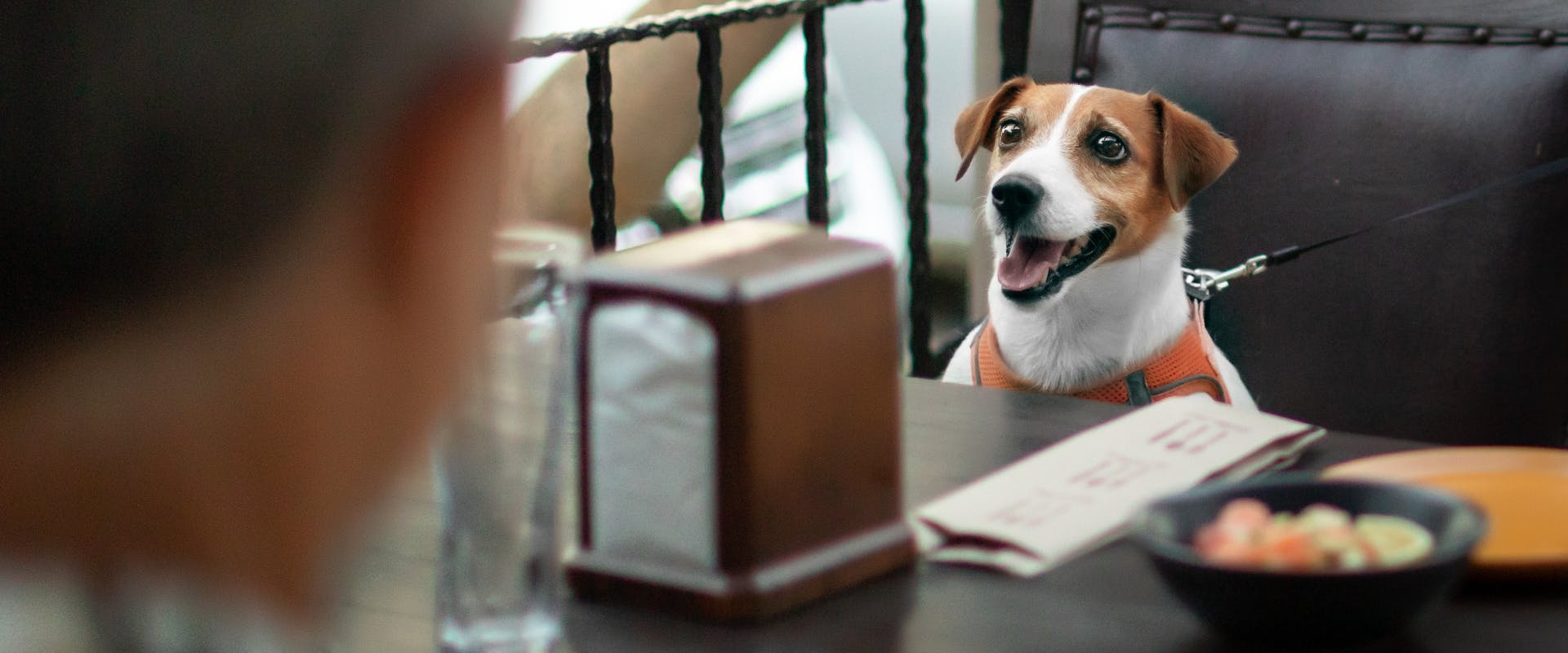 a jack russel terrier sat on a cafe chair in front of a cafe table