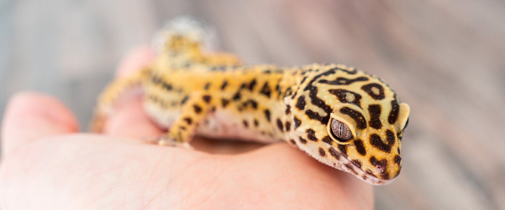 one of many pet leopard geckos sitting on a human's hand