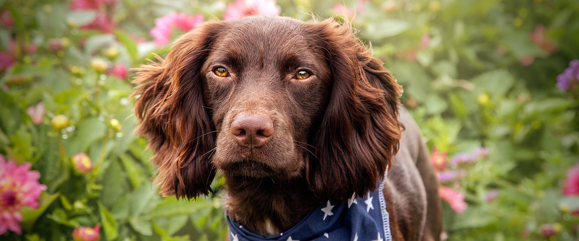 A brown Sprocker Spaniel dog standing in a field of flowers