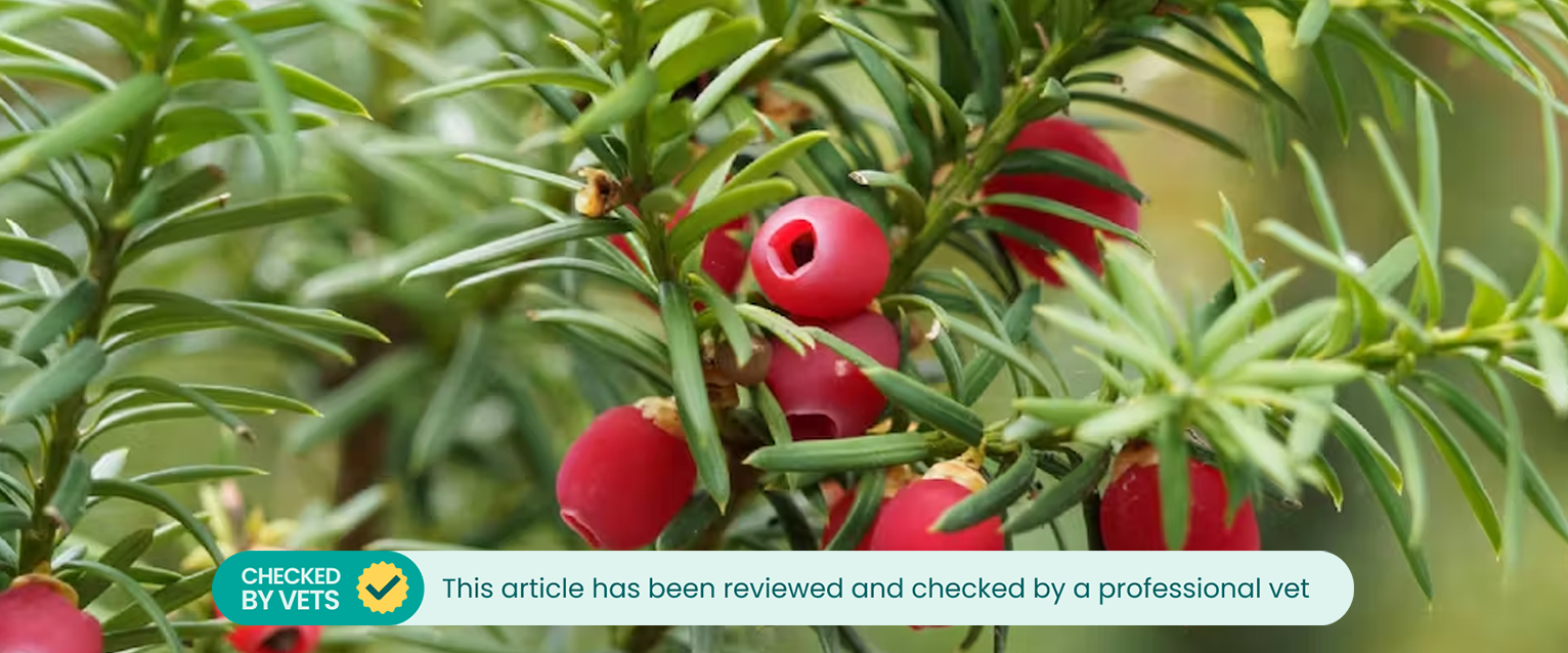 Yew berries