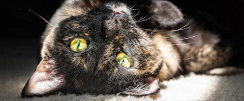 Tortoiseshell Cat Names | TrustedHousesitters.com