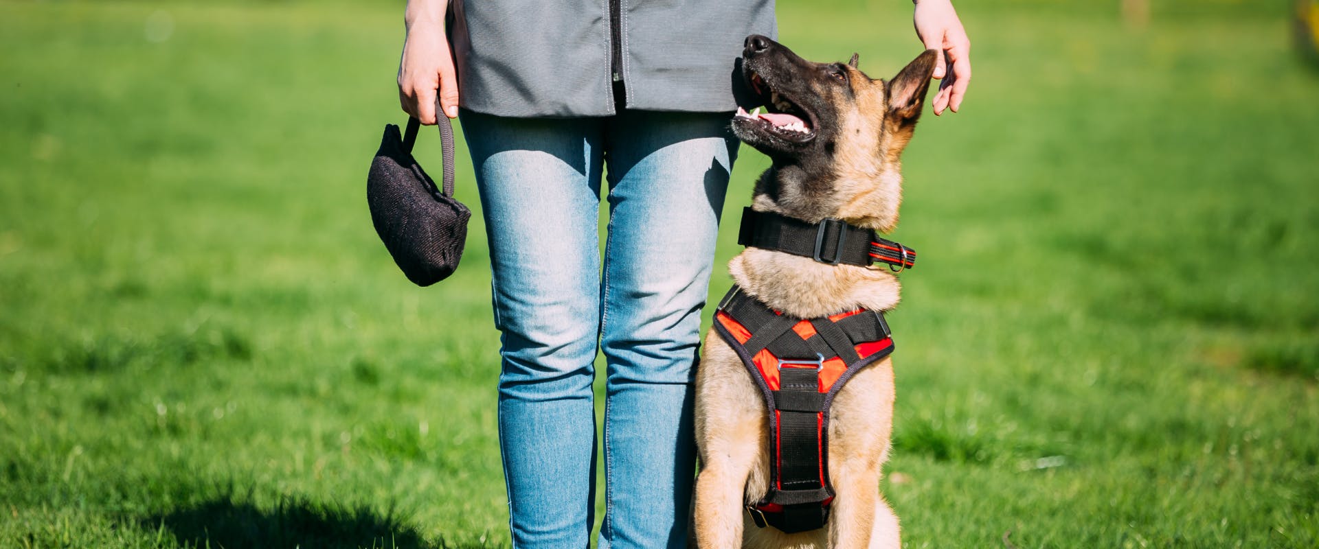 german shepherd sitting and wearing a harness whilst being trained in a park