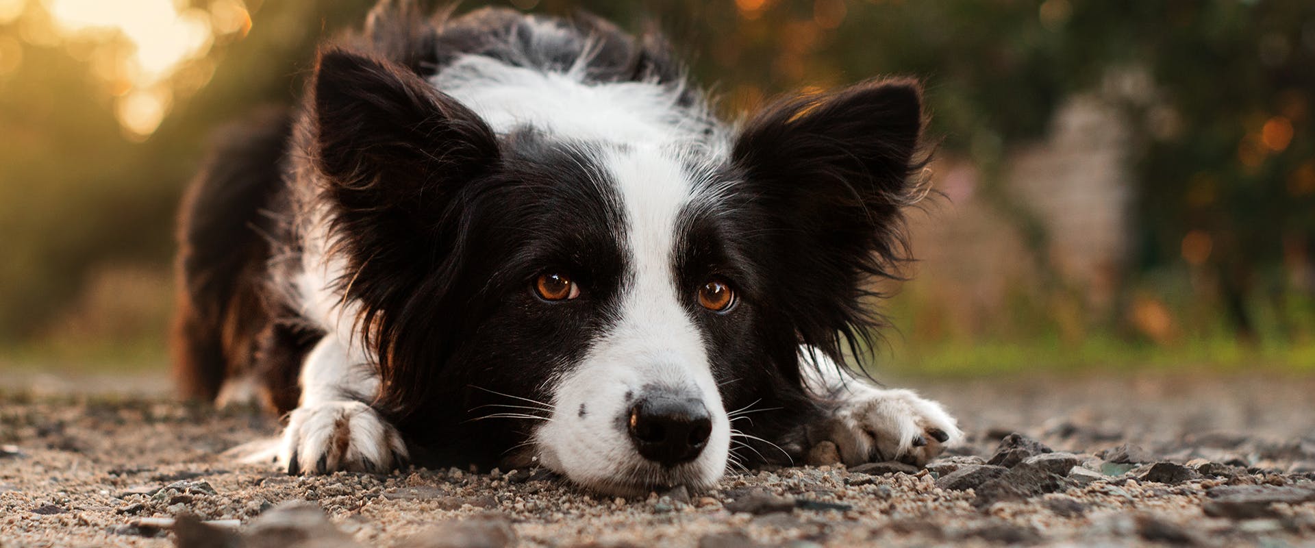A Border Collie laying with its head on the ground