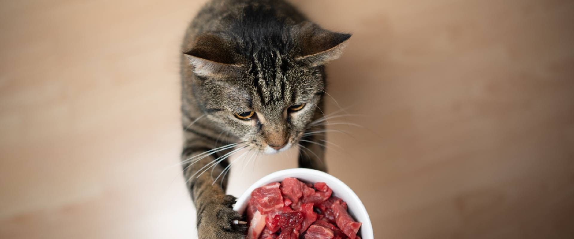 Кошка ест. Кот лакомится едой. Кот на диете. Мясо для кошек купить