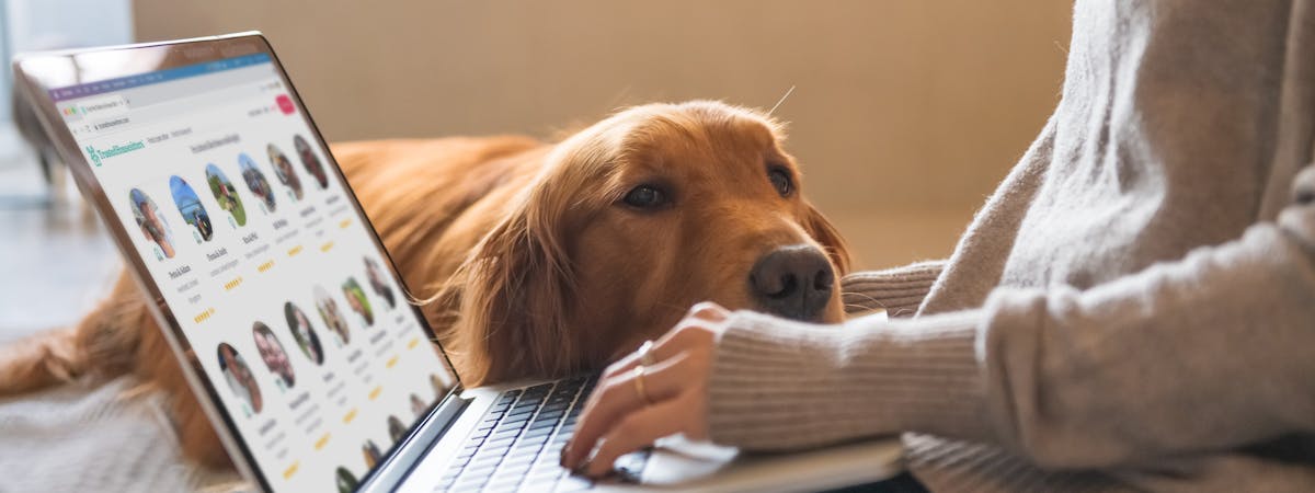 A person sitting down with a laptop on their lap, and a brown Golden Retriever dog resting its head on their hand