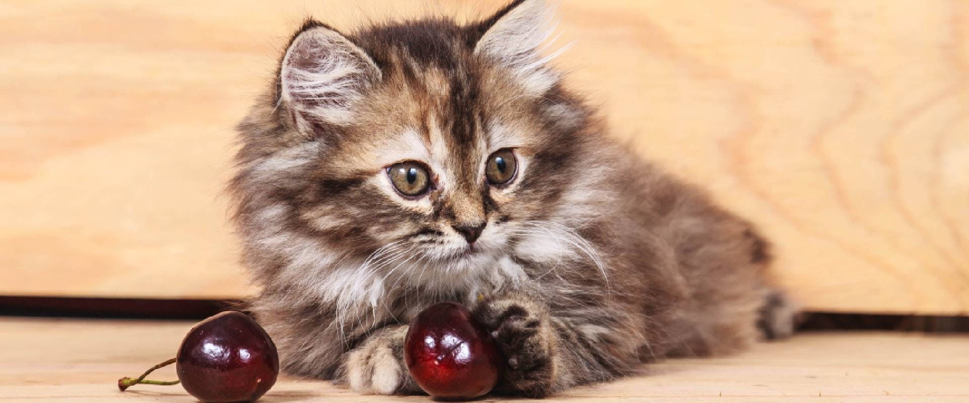 Kitten playing with cherries