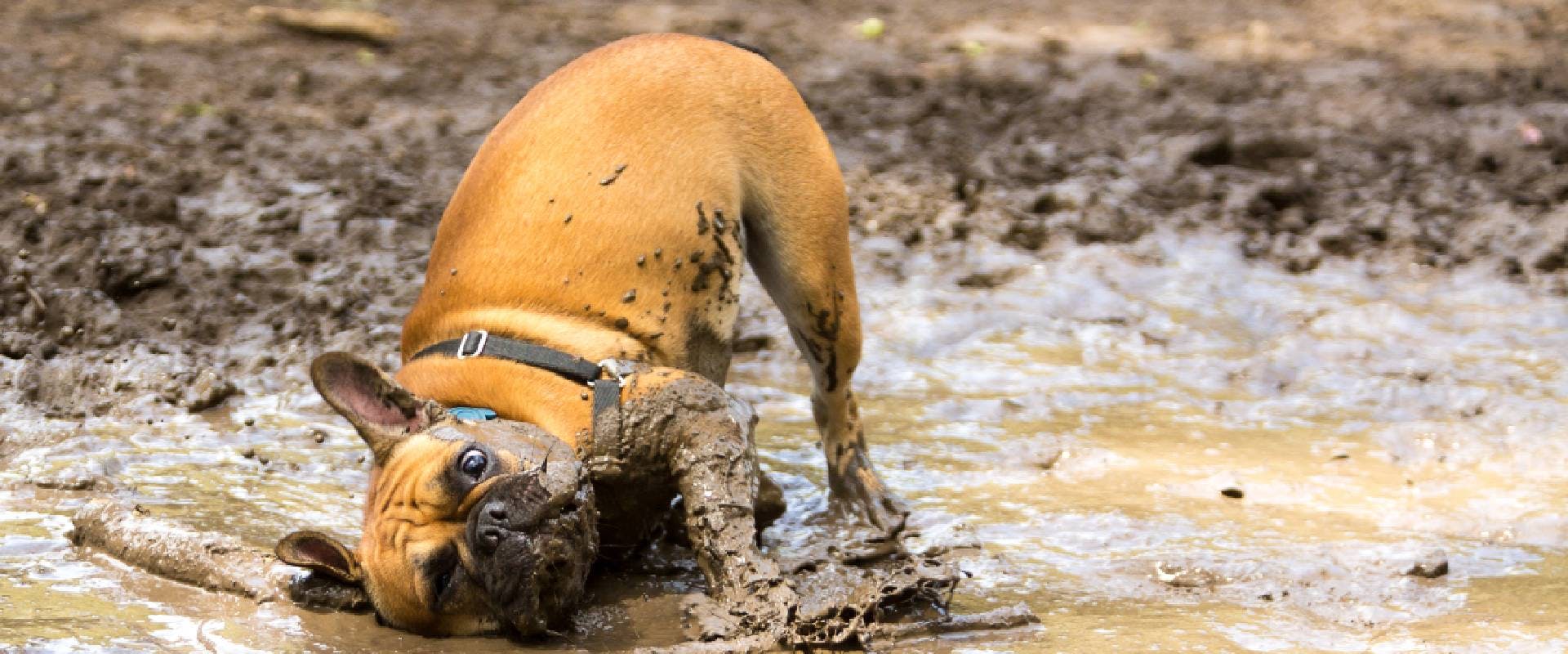 French Bulldog laying in the mud