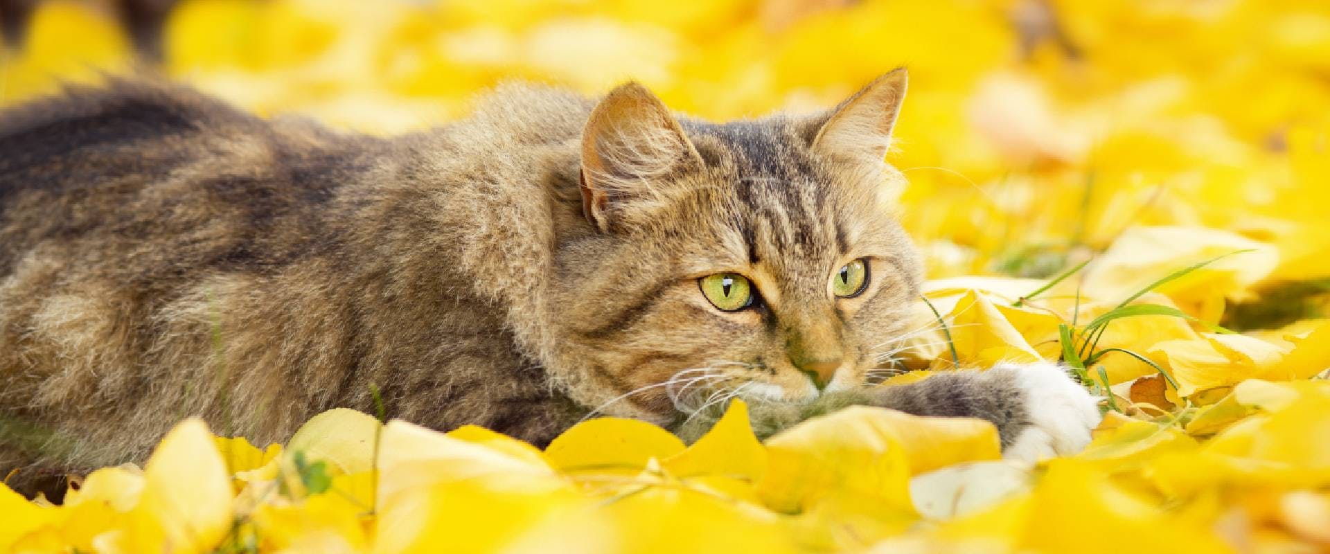 Siberian cat lying on the fallen yellow foliage