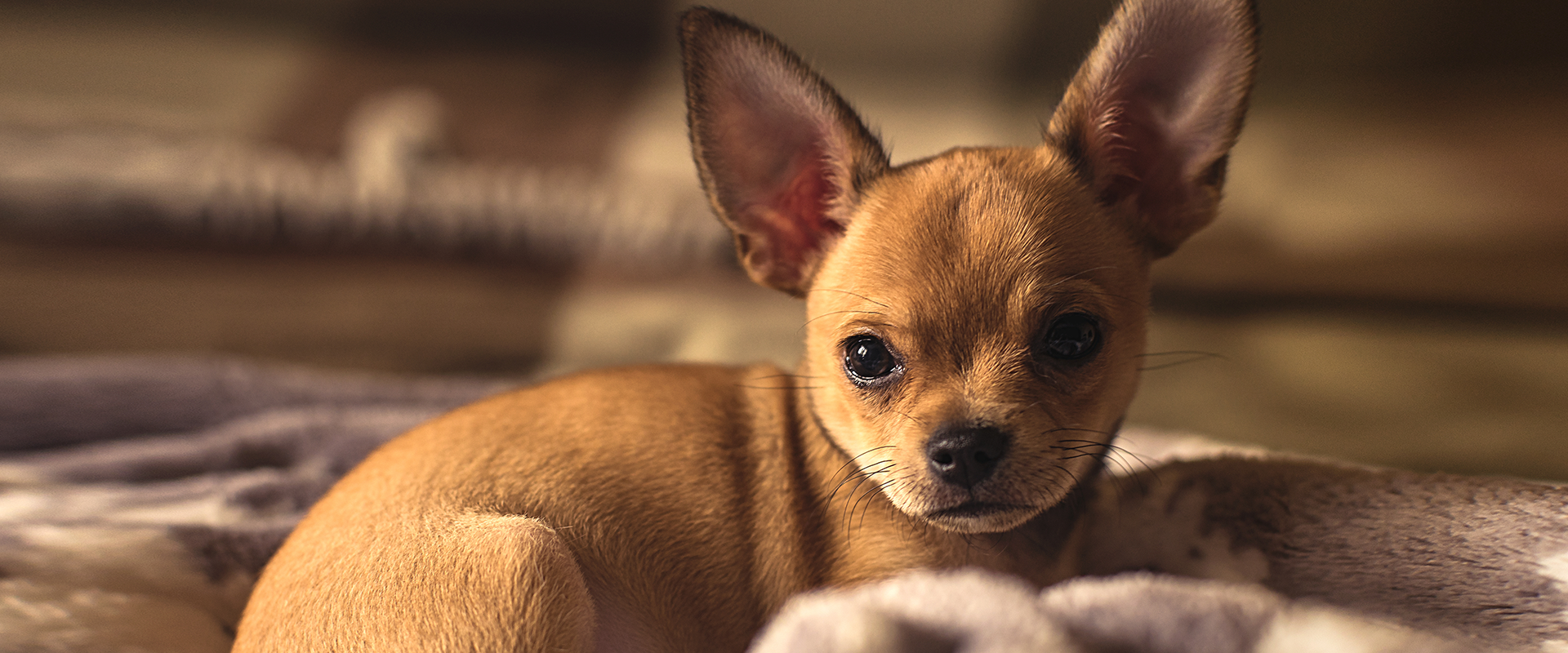 150-unique-brown-dog-names-trustedhousesitters