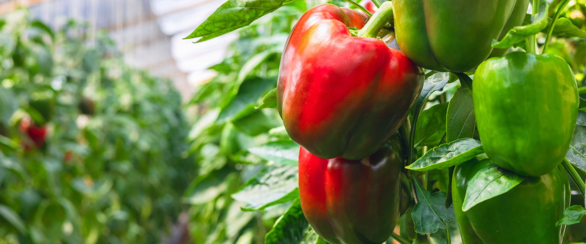 are-bell-peppers-bad-for-dogs