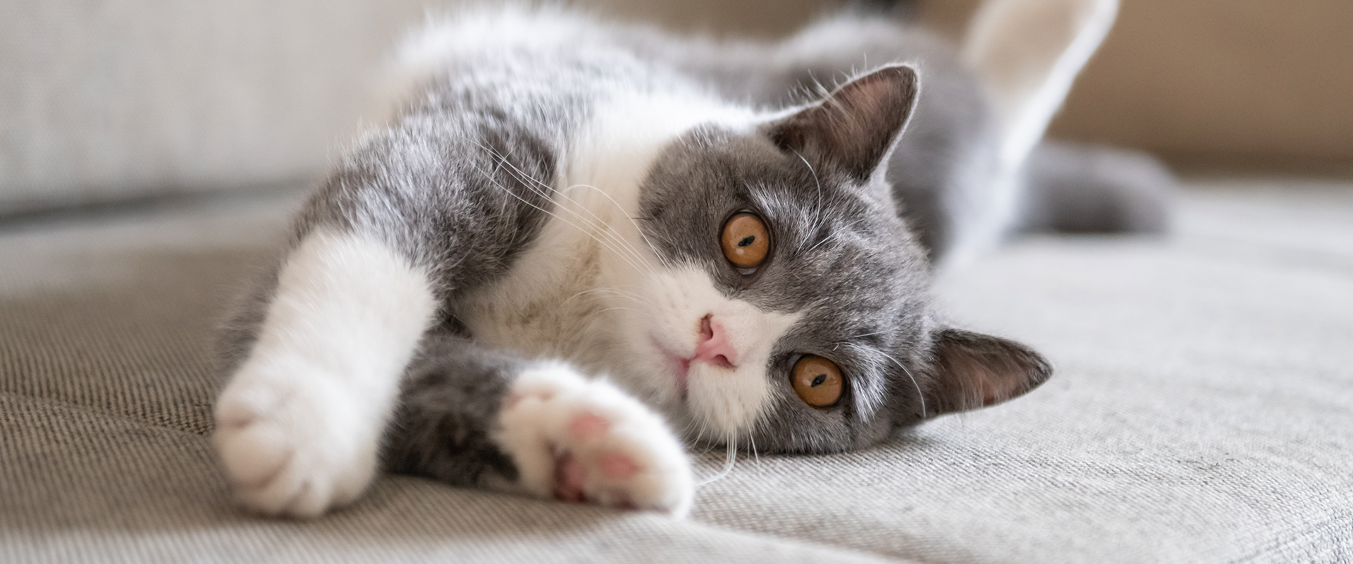 120+ Gray Cat Names Your Silver Feline Will Love