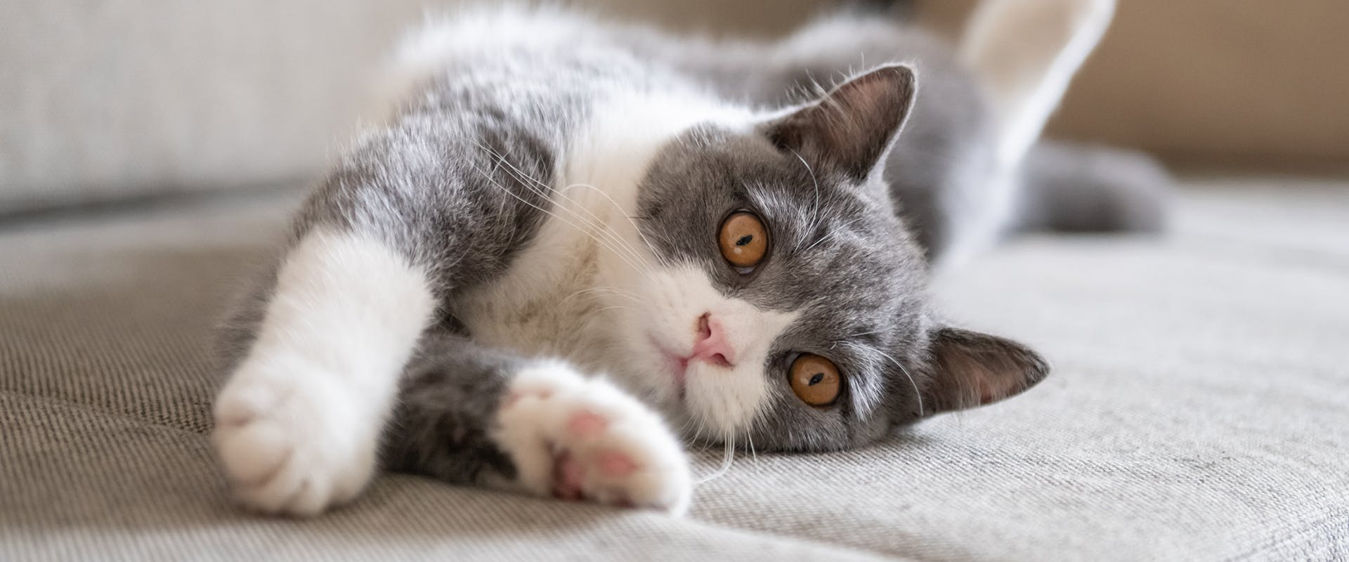 A gray and white cat stretching out on a sofa