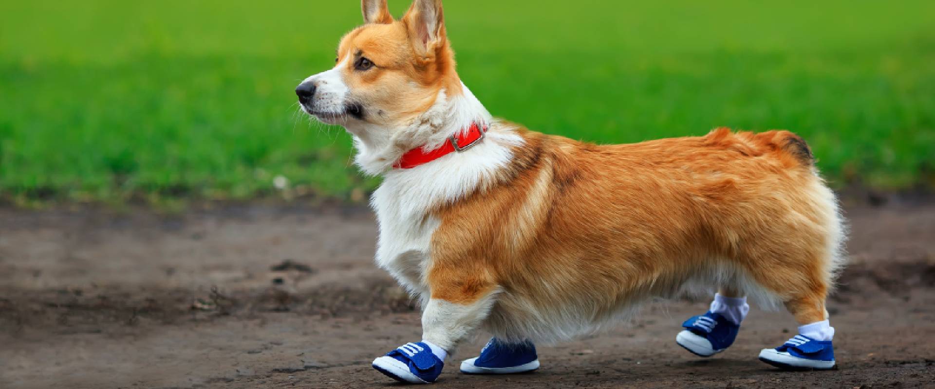 Best Dog Boots For atelieryuwa.ciao.jp