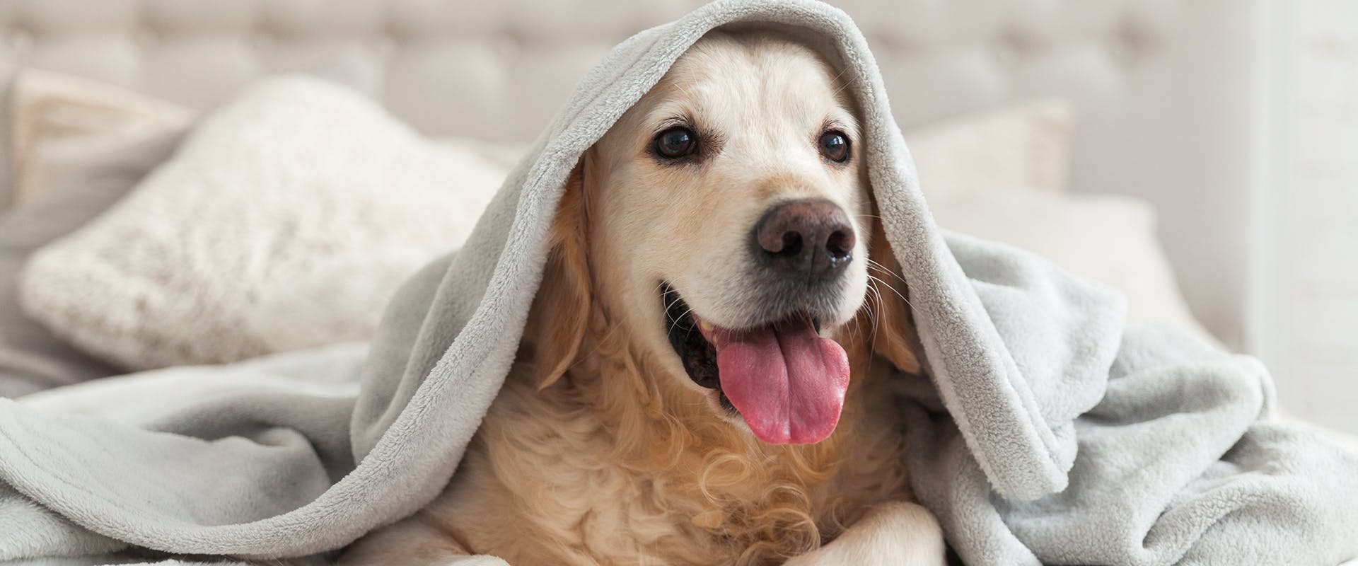 A Golden Retriever sitting on a bed, a grey blanket over is head