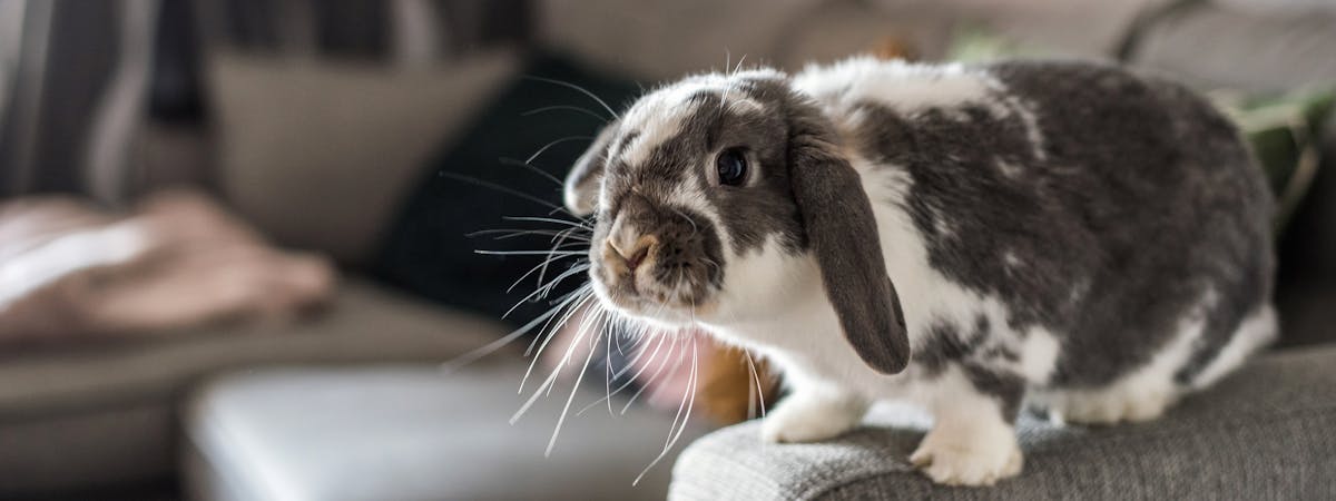 A grey and white rabbit perching on the arm of a grey sofa