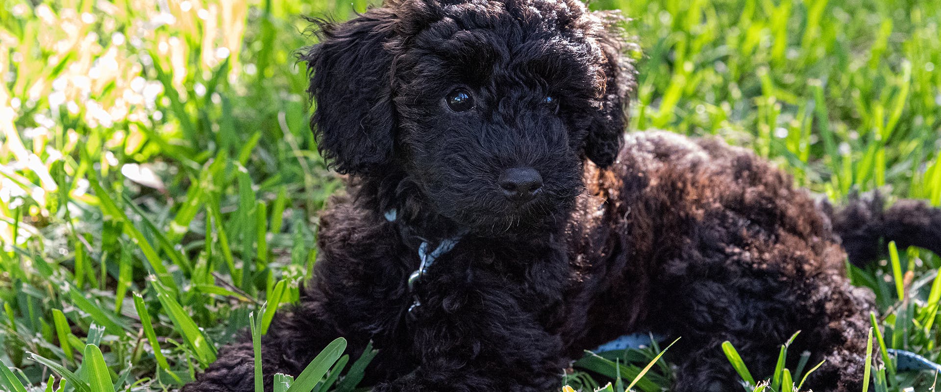 A Schnoodle (a Miniature Schnauzer and Miniature Poodle mixed dog breed)