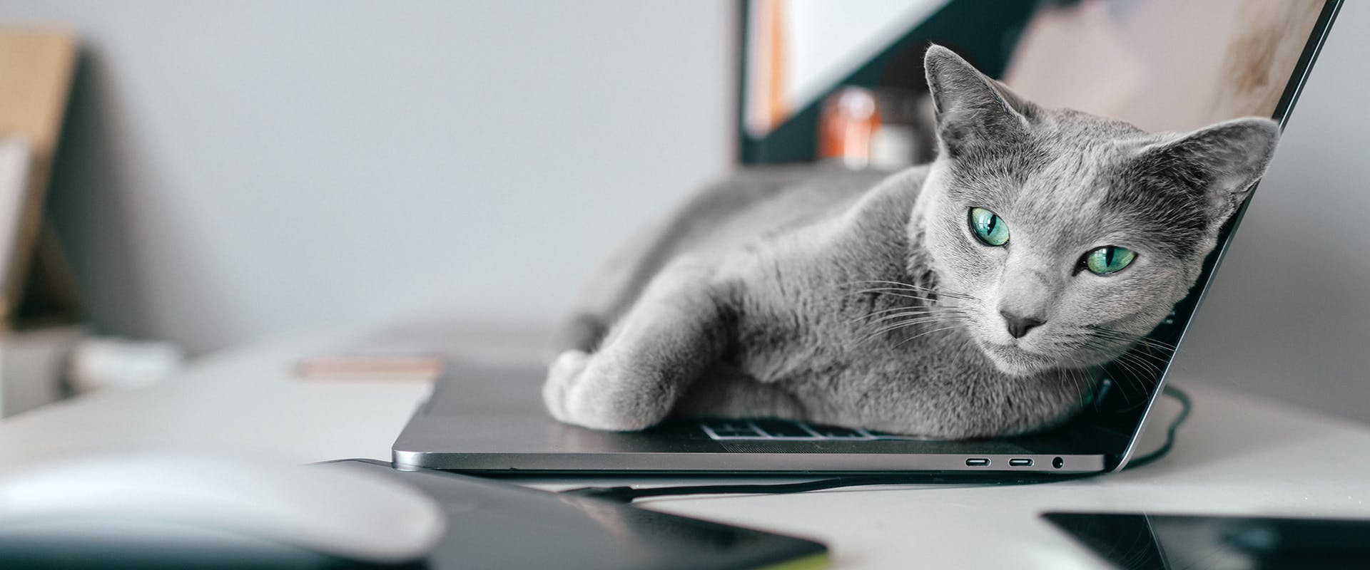 A Russian Blue cat sitting on top of an open laptop