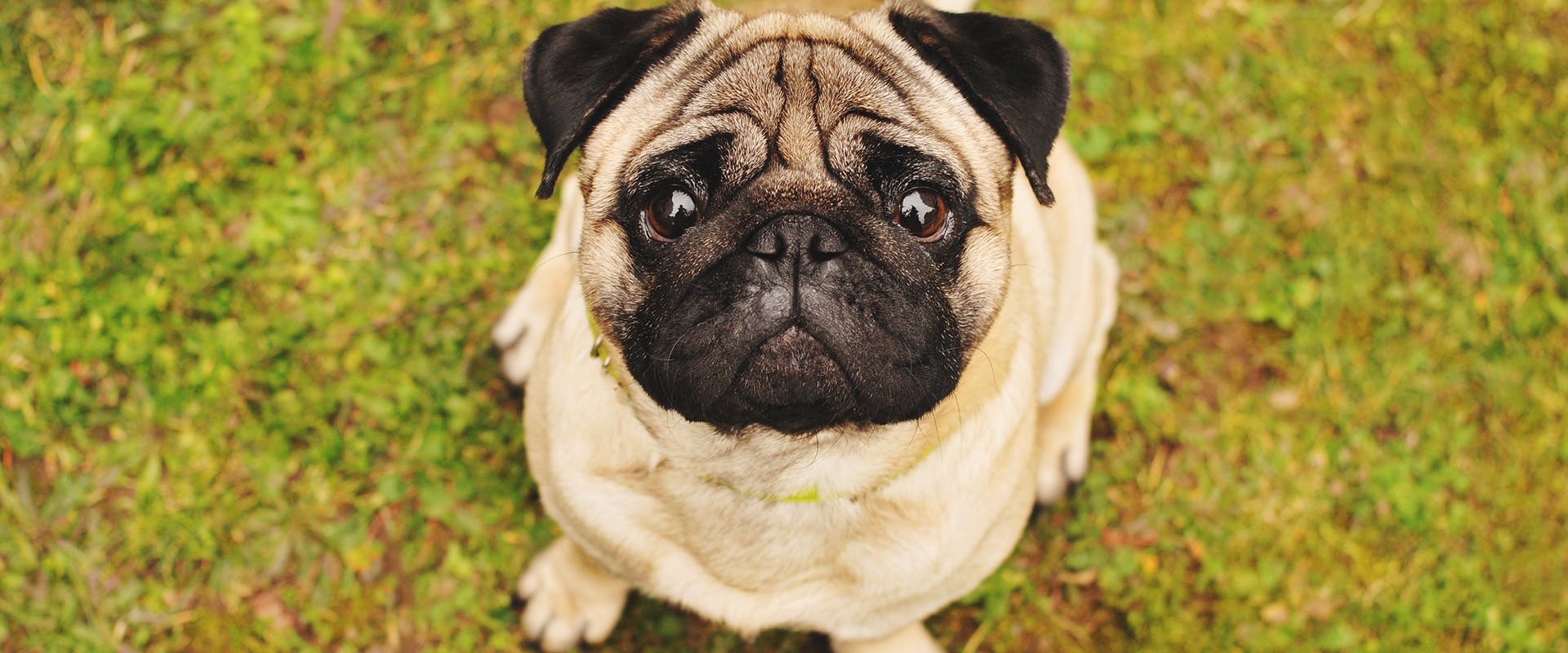 A cute pug looking up to the camera