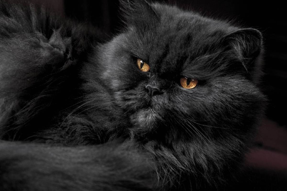 19 Black Cat Breeds | TrustedHousesitters.com