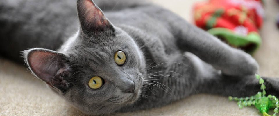 Gray Cat Breeds | Trustedhousesitters.Com